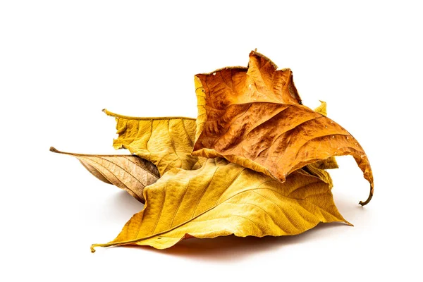 Haufen trockener Blätter — Stockfoto