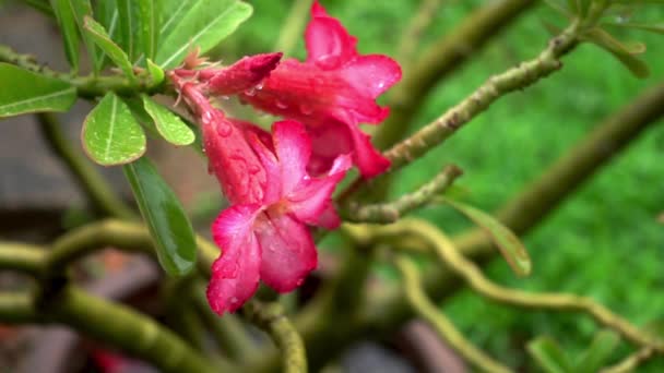 Queda Água Nas Flores Adenium Durante Precipitação Câmara Lenta Impala — Vídeo de Stock