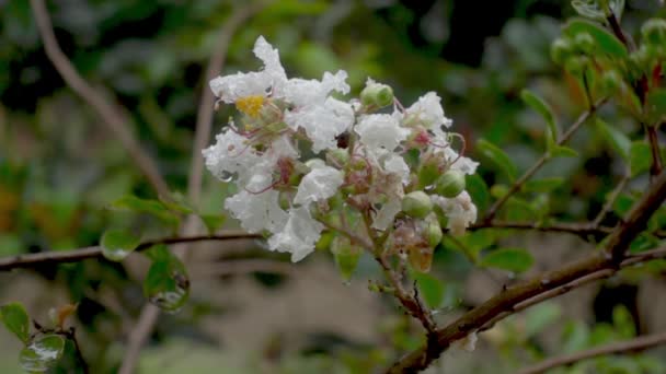 ゆっくりとした動きの降雨の間に 白いクレープの石灰の上の水の落下 雨の中で白い大粒の種や白いクレープミルクルの花 — ストック動画
