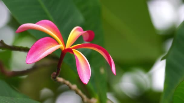 Vörös Pluméria Lengett Szélben Közönséges Neve Red Plumeria Közé Tartozik — Stock videók