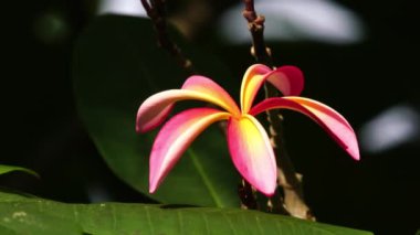 Ağaçta rüzgarda hareket eden kırmızı frangipani 'nin alçak açılı sahnesi. Ağaçta güneş ışığı altında Plumeria Rubra.