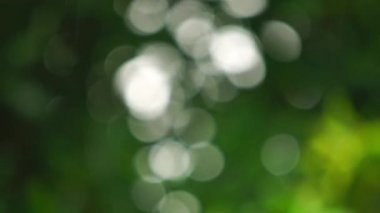 Yağmur sırasında, bir ağacın yaprakları arasında doğal bir çukur. Güneş ışığının bulanık arkaplanı bir ağacın yaprağından geçiyor..