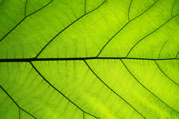 Nahaufnahme Der Natürlichen Grünen Blatttextur Zusammenfassung Des Grünen Blattmusters Für — Stockfoto