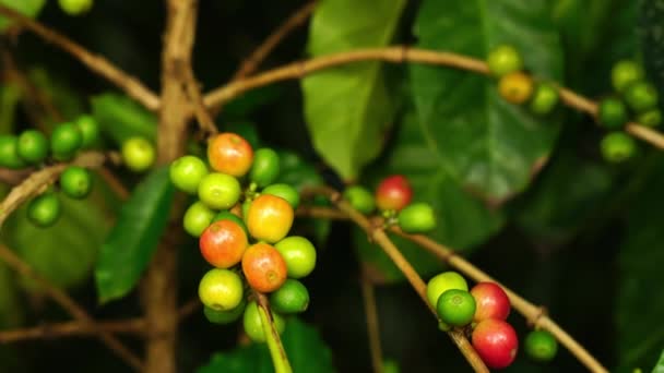 Biologische Onrijpe Koffiebessen Fruit Natuur Uitzoomen Scène Van Arabica Koffie — Stockvideo