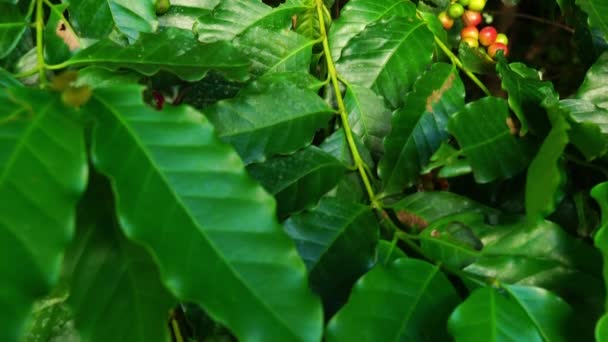 コーヒーの木の枝に天然アラビカコーヒーフルーツ 傾斜アップシーンのアラビカコーヒーブッシュとともにコーヒーフルーツ上の枝 — ストック動画