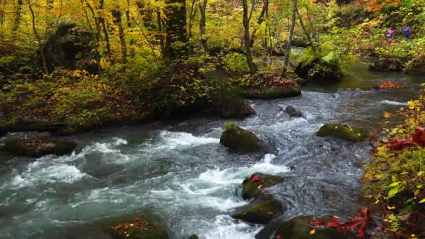 Japonya Nın Aomori Ilindeki Oirase Vadisi Nde Sonbahar Mevsiminin Renkli — Stok video