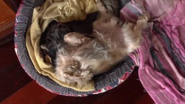 Küçük şirin köpek melez, yatakta uyuyor, uyanıyor ve uzaklaşıyor..