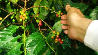 Kıdemli çiftçi eli ağacın dalındaki doğal kahve meyvelerini kontrol eder..