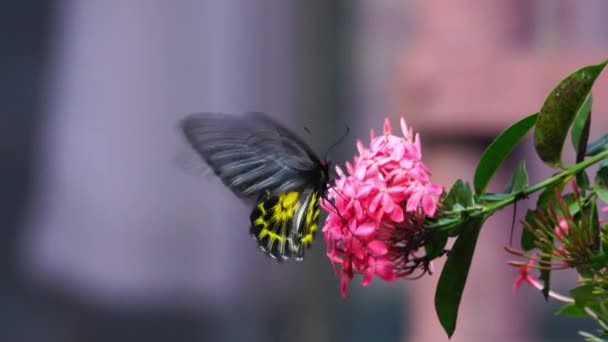 Pillangó Üldögél Szopogatja Rózsaszín Ixora Virágokat Elrepül — Stock videók