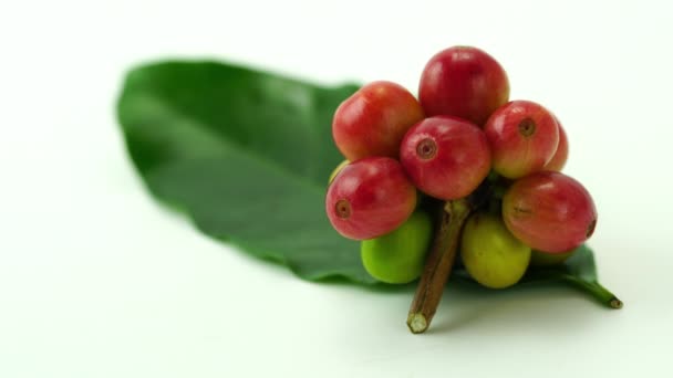 Kaffe Frukt Och Fallande Rostade Kaffebönor Vit Bakgrund — Stockvideo