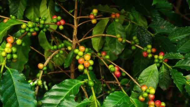 Přiblížit Scénu Kávového Ovoce Arabica Větvích Stromu — Stock video