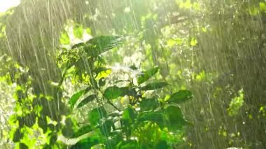 The rain is falling and hit the leaves of ylang ylang tree that moving in the wind in direct sunlight.