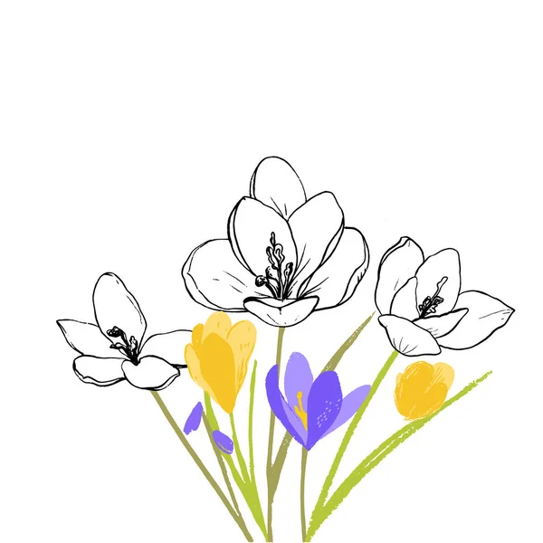 番红花 黄色和紫色花卉插图 混合颜色艺术和油墨绘图 初春盛开 一束美丽的红花绽放 — 图库矢量图片