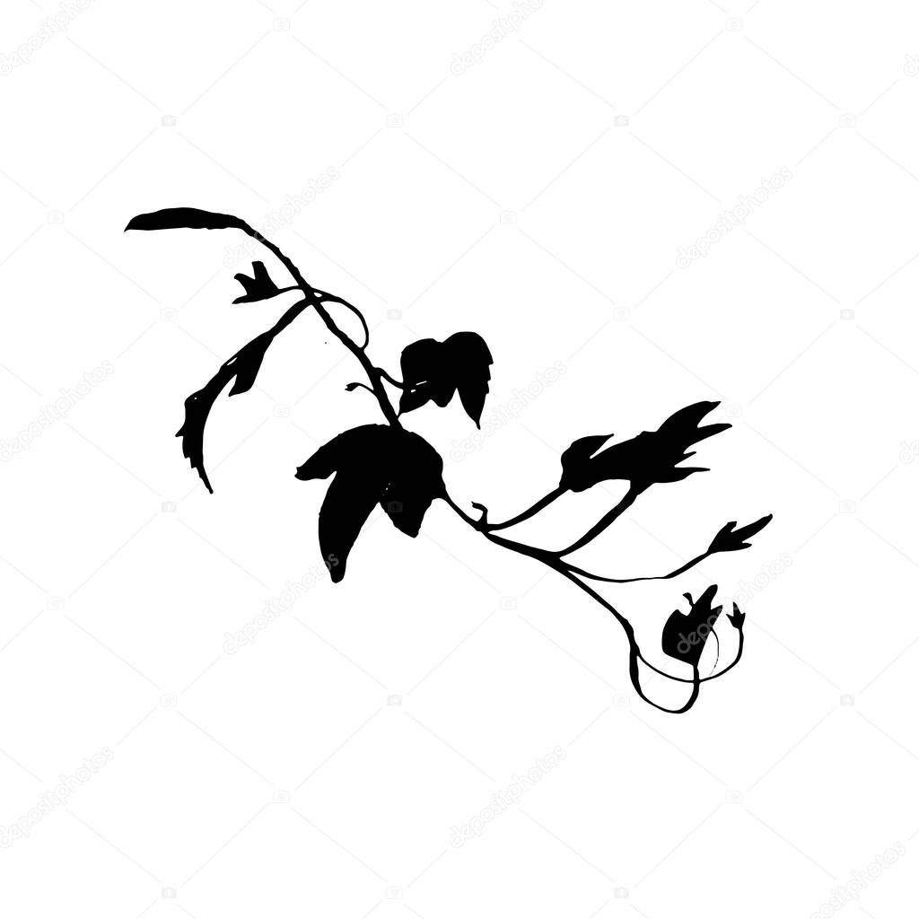 Ornate ink illustration of ivy branch. Tattoo design concept. Black stem silhouette isolated on white background