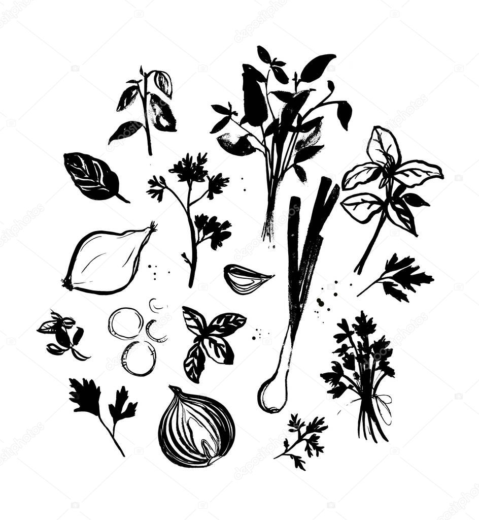 Cooking herbs and seasoning. Ink illustrations of various onion sliced, leek, parsley, thyme, bunch of basil. Drawings for recipes book, local farm market, organic products labels