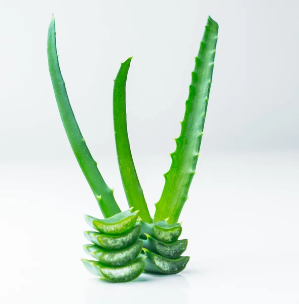 Aloe Vera Segar Latar Belakang Putih — Stok Foto