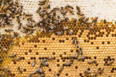 bal ve arı kovanı dan ile petek