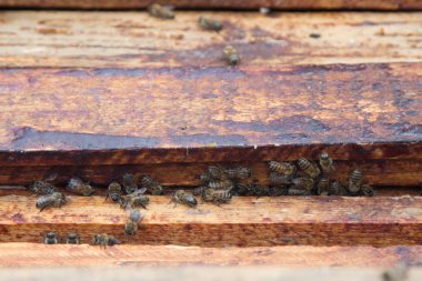 bal ve arı kovanı dan ile petek