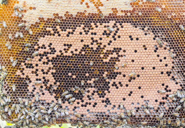 ハチミツとミツバチのハイブからハニカムします — ストック写真