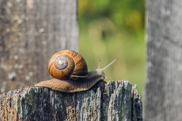 Snail Stump — Stock Photo, Image