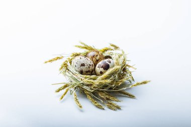 beyaz bir arka plan üzerinde yuvadaki yumurta