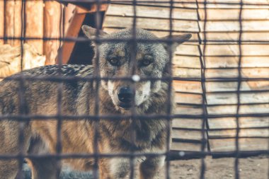 Kurt kafeste, esaret altında. Yakın plan.