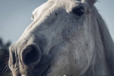 At yakın plan, burun.