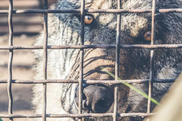 Wolf Käfig Gefangenschaft Nahaufnahme — Stockfoto