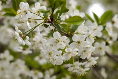 Bahar çiçekli kiraz, beyaz çiçekler yakın plan.