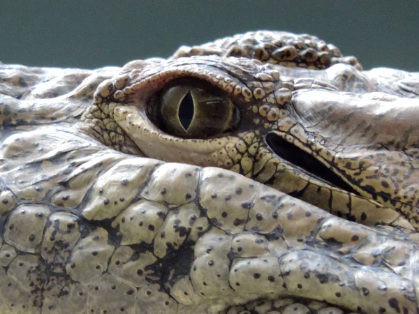 Grande Crocodilo Nilo Crocodylus Niloticus Close — Fotografia de Stock
