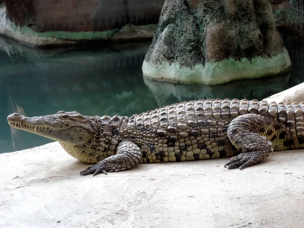 Ein Großes Nilkrokodil Crocodylus Niloticus — Stockfoto