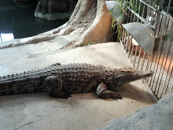 Ein Großes Nilkrokodil Crocodylus Niloticus — Stockfoto