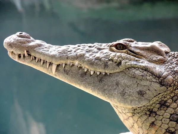 Ein Großes Nilkrokodil Crocodylus Niloticus Aus Nächster Nähe — Stockfoto