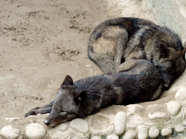 Sleeping wolf at the zoo