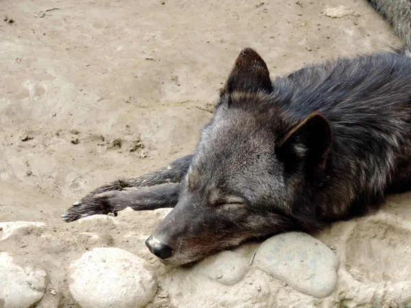 Sleeping wolf at the zoo