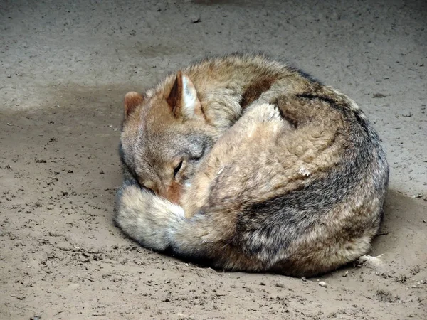 Sleeping wolf at the zoo