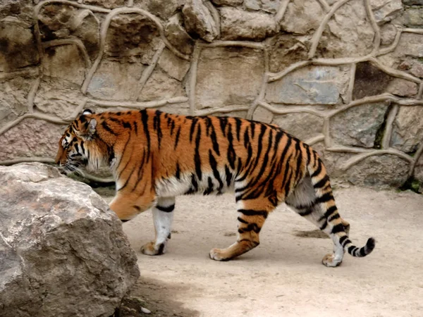 Der Große Tiger Zoo — Stockfoto
