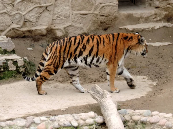 Big Tiger Zoo — Stock Photo, Image