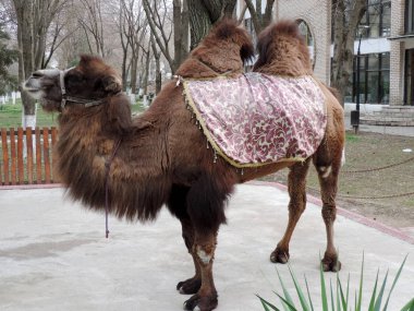 Hayvanat bahçesinde iki kambur deve