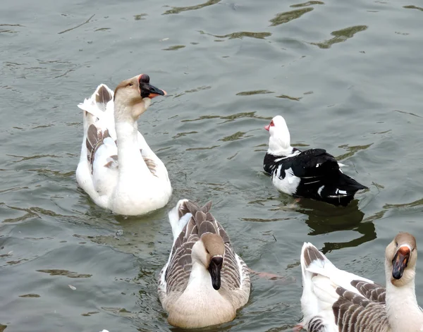 Chinese Goose Mere — Stock Photo, Image