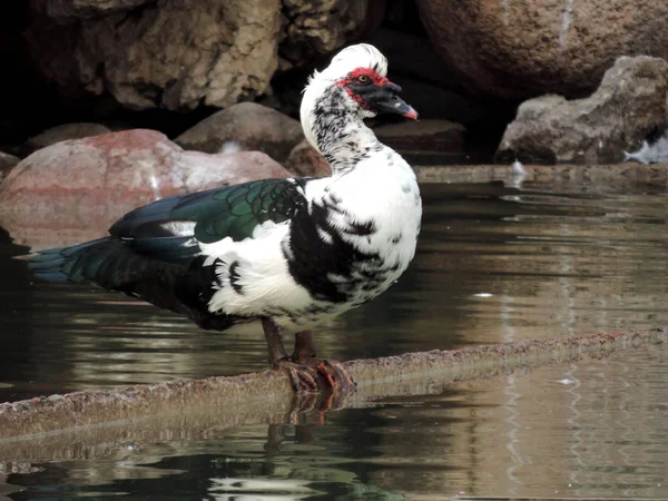 Kaczka Piżmowa Zoo — Zdjęcie stockowe