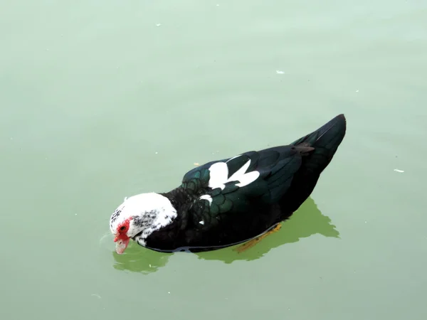 Pato Moscóvia Zoológico — Fotografia de Stock