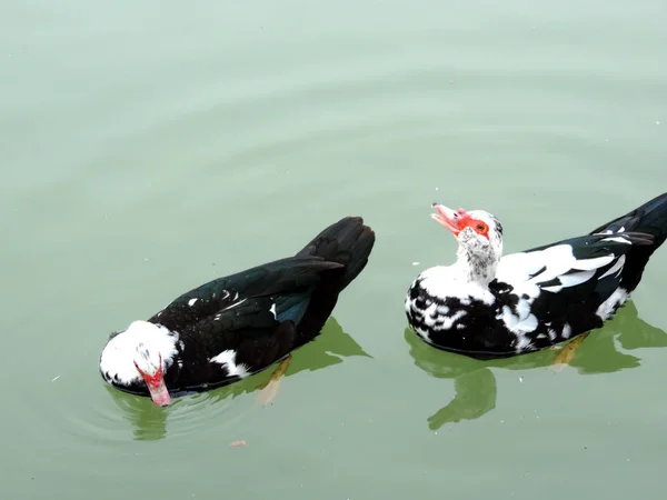 Pato Moscóvia Zoológico — Fotografia de Stock