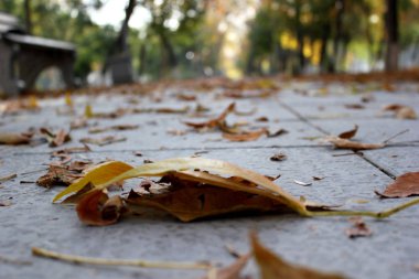 Autumn City Park sahnesi. Şehirde sonbahar. Sonbahar şehri sahnesi. Sonbahar manzarası