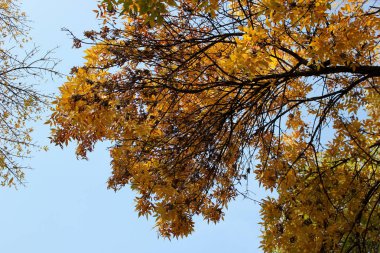 Gökyüzü arka planında sonbahar ağacı tepeleri. Sonbahar ağaçları gökyüzü görünümü