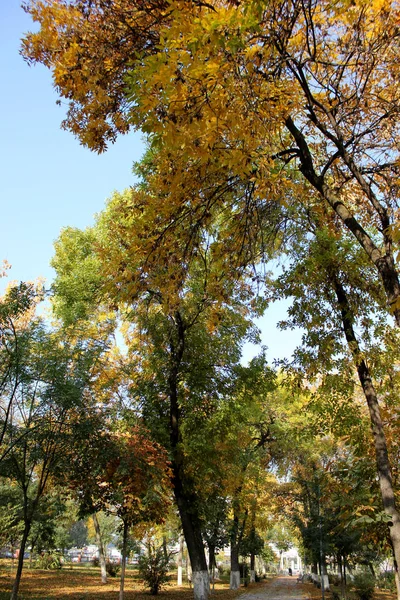 Arbres Automne Sur Fond Ciel Arbres Automne Vue Ciel — Photo