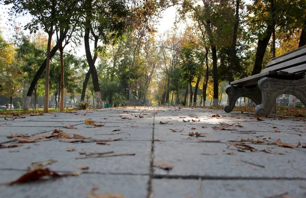 秋天的城市公园场景 秋天在城市 秋天的城市场景 秋天的风景 — 图库照片