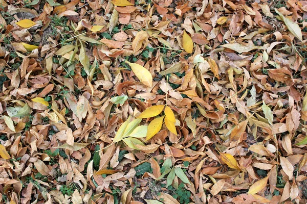 Φθινοπωρινό Τοπίο Φωτεινά Πολύχρωμα Φύλλα — Φωτογραφία Αρχείου