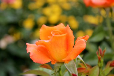 Yağmurdan sonra güzel gül çiçekleri