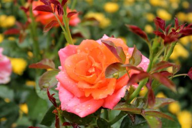 Yağmurdan sonra güzel gül çiçekleri